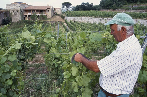 20080017. SPAIN Galicia Farming Wine grower attending his vines