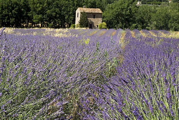 20093943. FRANCE Provence Cote d Azur Barn in lavender field near village of Auribeau