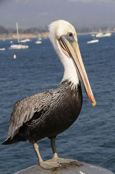 Brown pelican Stearns Wharf Santa Barbara