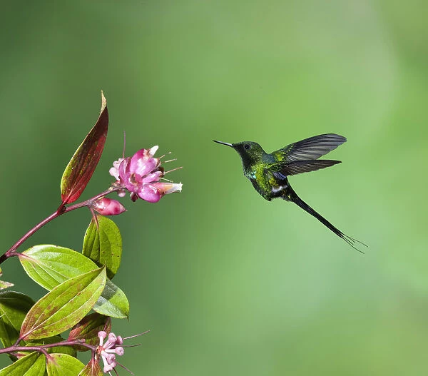A Green Thorntail Hummingbird and a tropical blueberry flower in Costa Rica
