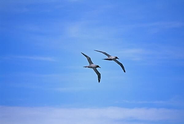 Light-mantled Sooty Albatross, Phoebetria palpebrata, pair flying in formation in courtship ritual