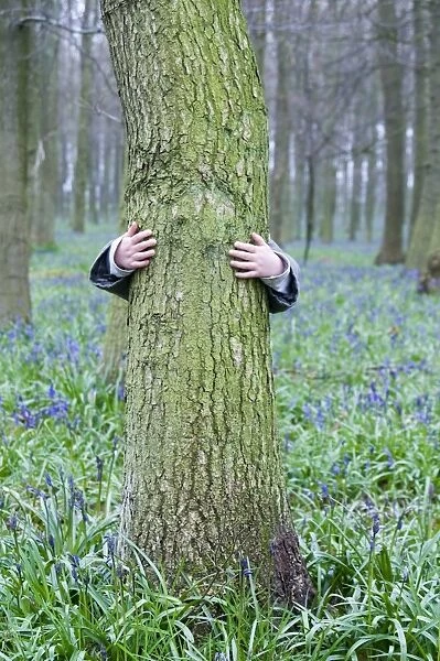 Young boy (3 yr old) hugging tree in Bluebell wood Bucks UK April