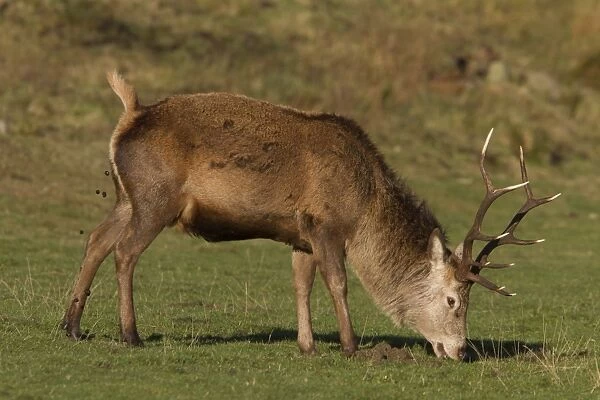 A 10 point Red Deer stag grazing and defecating- Isle of Jura Scotland