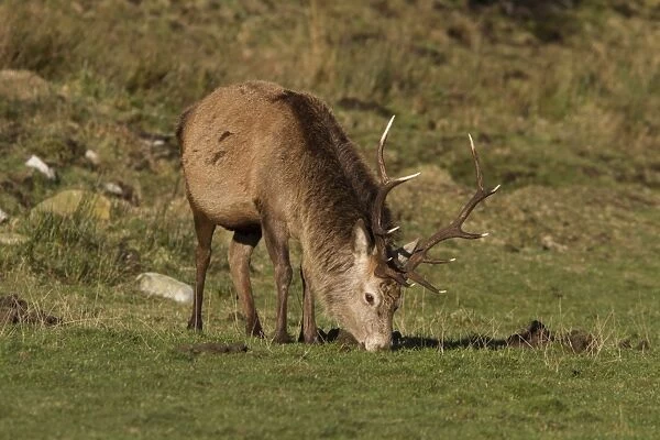 A 10 point Red Deer stag grazing - Isle of Jura Scotland