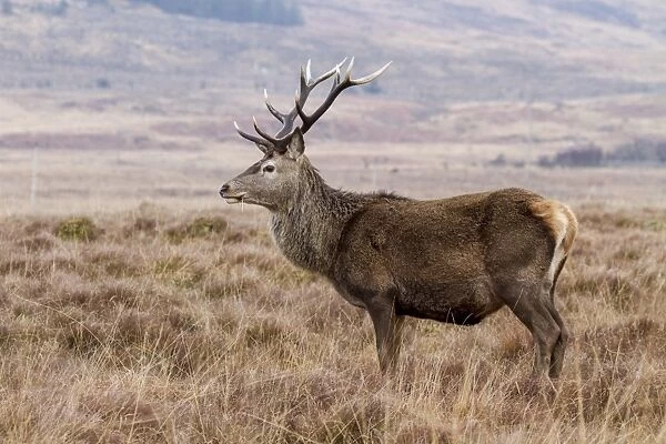 An 10 point Red Deer Stag on the Isle of Jura Scotland
