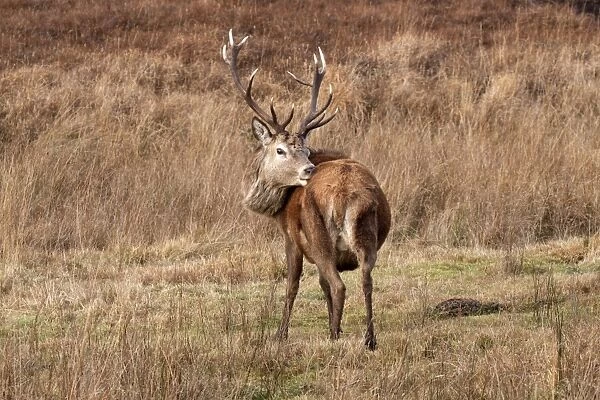 A 12 point Red Deer stag grooming and showing rump pattern - Isle of Jura Scotland
