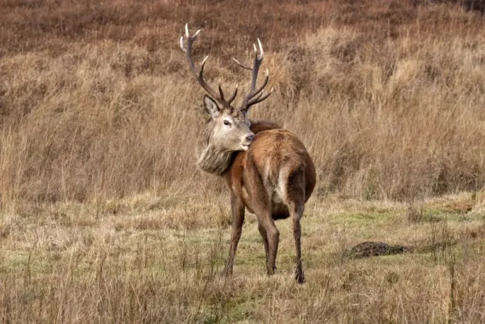 Framed Print : A 12 point Red Deer stag grooming and showing rump pattern - Isle of Jura Scotland Framed Print : A 12 point Red Deer stag grooming and showing rump pattern - Isle of Jura Scotland
