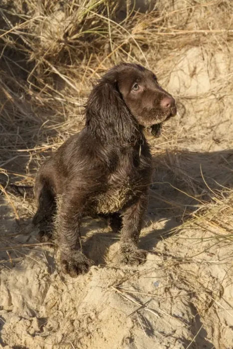 Framed Print : 12 week old Working Cocker Spaniel on the beach