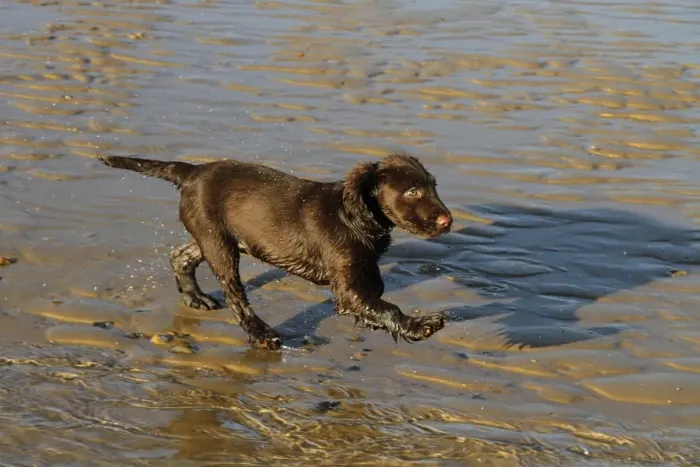 Framed Print : 12 week old Working Cocker Spaniel running on the beach Framed Print : 12 week old Working Cocker Spaniel running on the beach