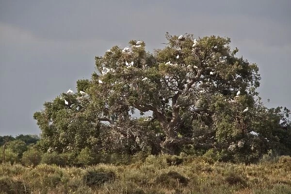 400 year old oaks where there is a colony of 1, 000 pairs of Spoonbills. In time these trees will die from the dropping