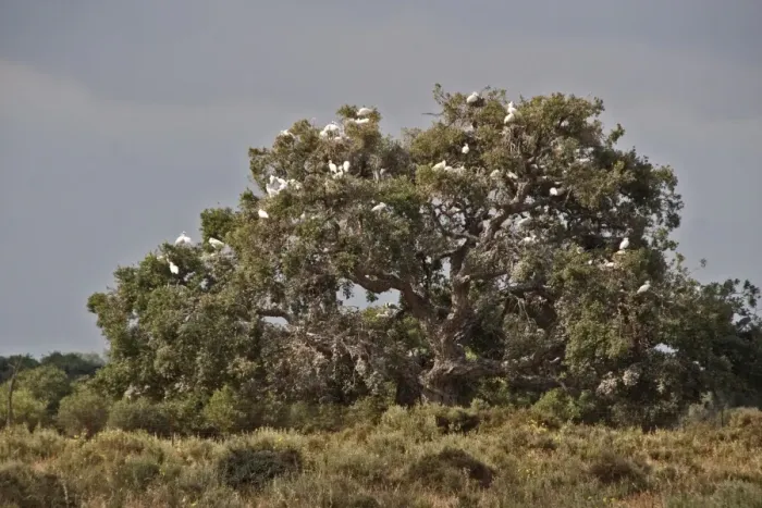 Framed Print : 400 year old oaks where there is a colony of 1, 000 pairs of Spoonbills. In time these trees will die from the dropping Framed Print : 400 year old oaks where there is a colony of 1, 000 pairs of Spoonbills. In time these trees will die from the dropping