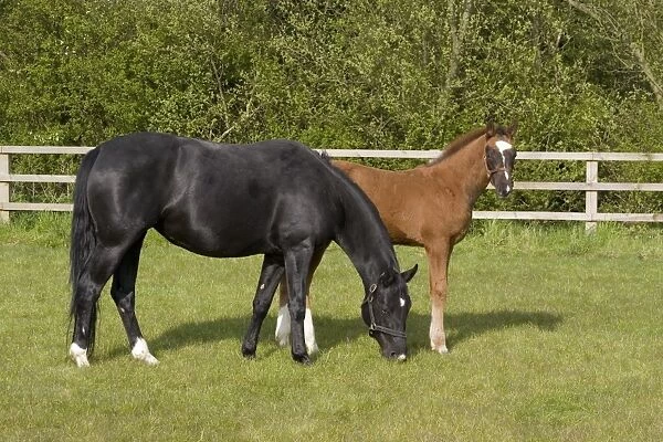 5 month old hanoverian foal with black mare