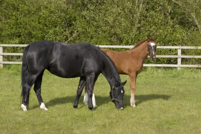 Framed Print : 5 month old hanoverian foal with black mare Framed Print : 5 month old hanoverian foal with black mare