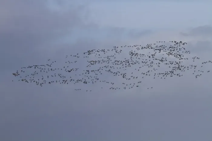 Framed Print : About 750 Brent Geese flying along the sea wall Terrington Marsh, The Wash Framed Print : About 750 Brent Geese flying along the sea wall Terrington Marsh, The Wash
