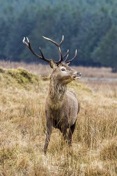 An 8 point Red Deer Stag on the Isle of Jura Scotland