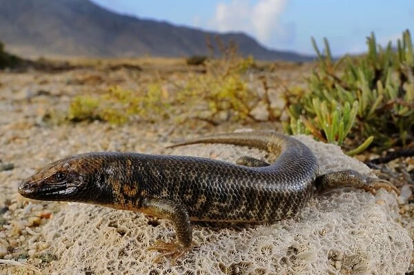 Abd al Kuri Skink (Trachylepis cristinae) newly discovered species described in 2010, adult
