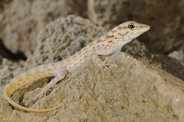 Abdel Kuri Rock Gecko (Pristurus abdelkuri) adult, resting on rock, Abd al Kuri Island, Socotra Archipelago, Yemen