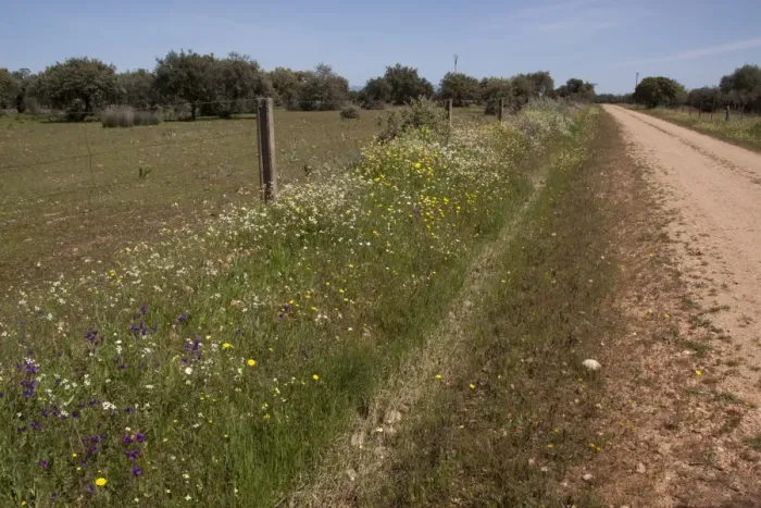 Framed Print : The abundance of wild flowers growing on a road side verge in Extremadura, Spain Framed Print : The abundance of wild flowers growing on a road side verge in Extremadura, Spain
