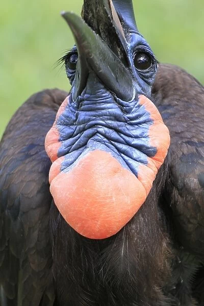 Abyssinian Ground Hornbill (Bucorvus abyssinicus) adult male, close-up of throat pouch, tossing up food into beak (captive)