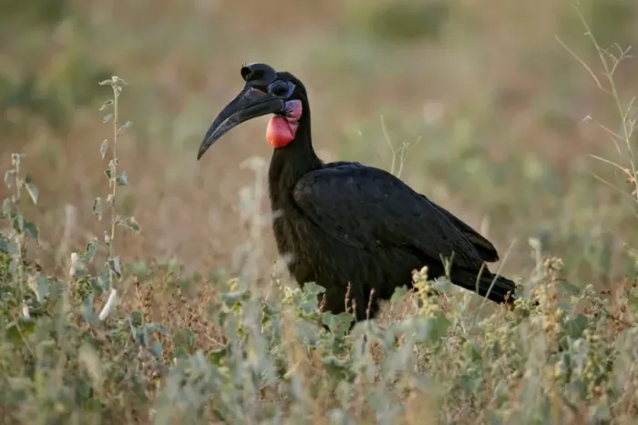 Framed Print : Abyssinian Ground Hornbill (Bucorvus abyssinicus) adult male, standing amongst vegetation, near Bilen, Ethiopia Framed Print : Abyssinian Ground Hornbill (Bucorvus abyssinicus) adult male, standing amongst vegetation, near Bilen, Ethiopia