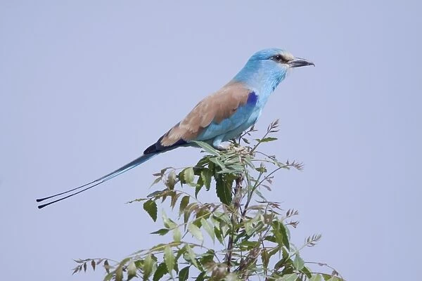 Abyssinian Roller (Coracias abyssinica) adult, perched on branch, Gambia, February