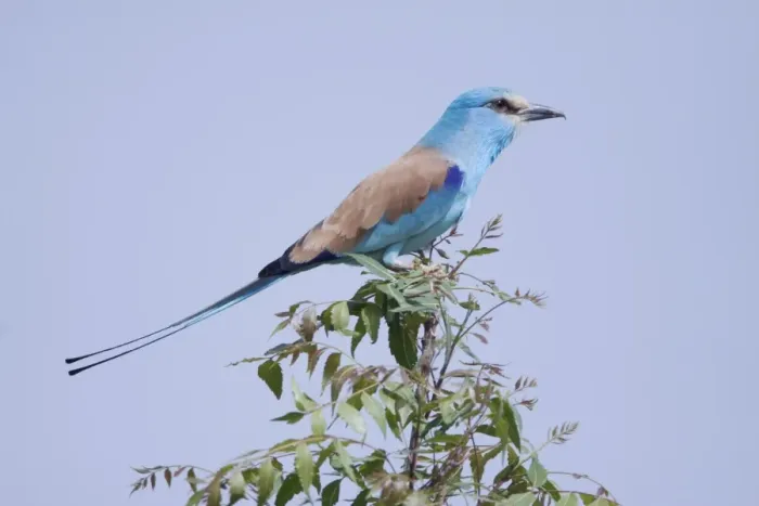 Framed Print : Abyssinian Roller (Coracias abyssinica) adult, perched on branch, Gambia, February Framed Print : Abyssinian Roller (Coracias abyssinica) adult, perched on branch, Gambia, February