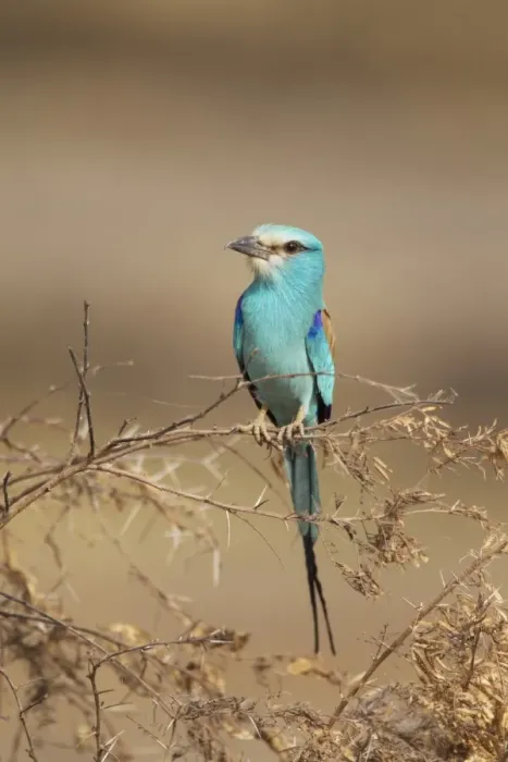 Framed Print : Abyssinian Roller (Coracias abyssinica) adult, perched on twigs, Gambia, February Framed Print : Abyssinian Roller (Coracias abyssinica) adult, perched on twigs, Gambia, February