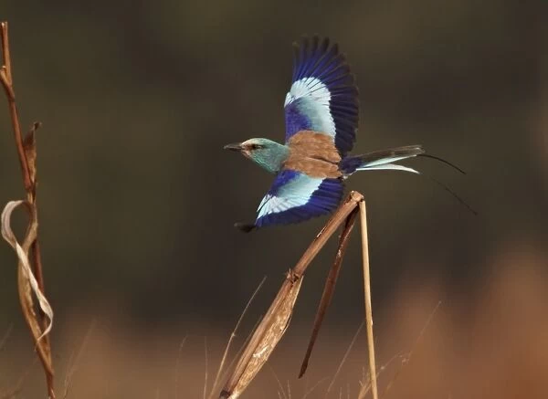 Abyssinian Roller (Coracias abyssinica) adult, in flight, taking off from cereal stem, Senegal, january