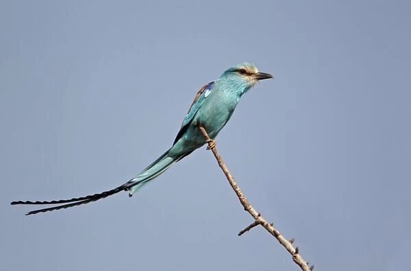 Abyssinian Roller (Coracias abyssinica) adult, perched on twig, Senegal, january