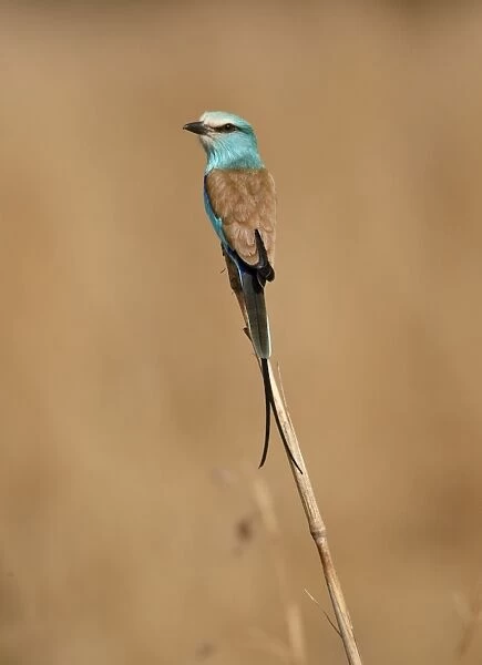 Abyssinian Roller (Coracias abyssinica) adult, perched on cereal stem, Senegal, january