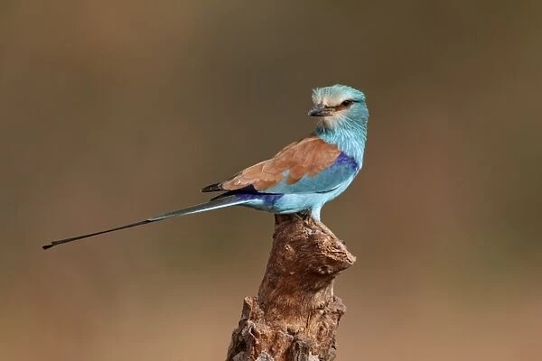 Abyssinian Roller (Coracias abyssinica) adult, perched on stump, Senegal, january