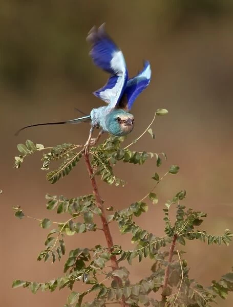 Abyssinian Roller (Coracias abyssinica) adult, in flight, taking off from bush, Senegal, january
