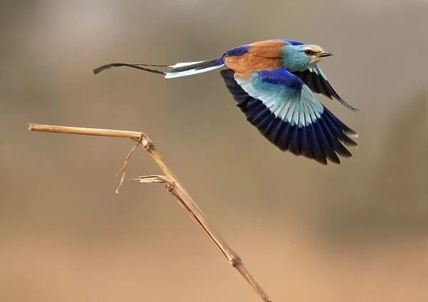 Abyssinian Roller (Coracias abyssinica) adult, in flight, taking off from stem, near Goulouombou, Senegal