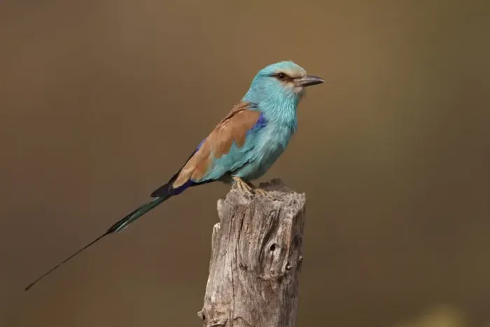 Framed Print : Abyssinian Roller (Coracias abyssinica) adult, perched on stump, Senegal, january Framed Print : Abyssinian Roller (Coracias abyssinica) adult, perched on stump, Senegal, january