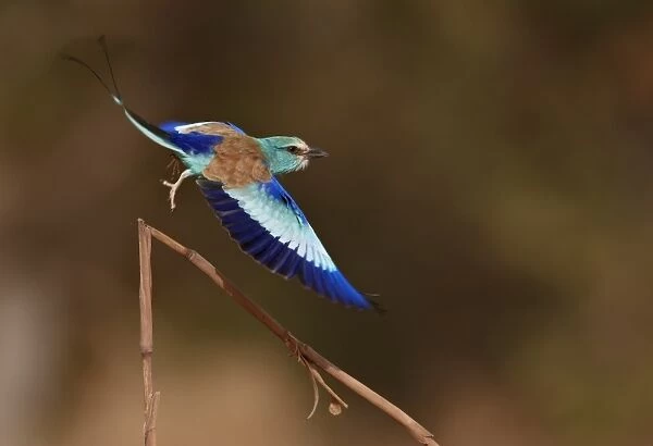 Abyssinian Roller (Coracias abyssinica) adult, in flight, taking off from cereal stem, Senegal, january