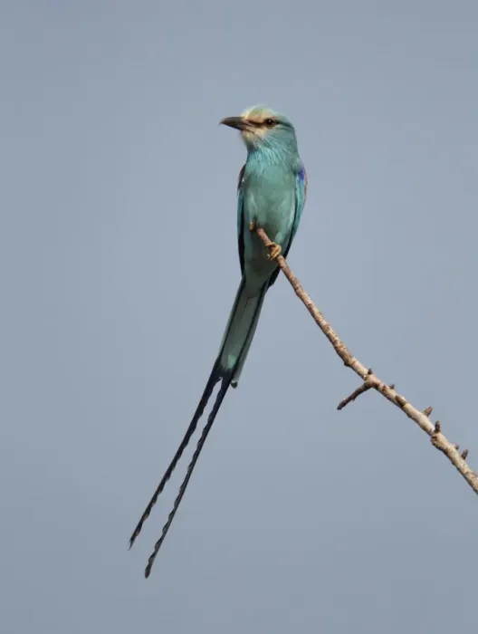 Framed Print : Abyssinian Roller (Coracias abyssinica) adult, perched on twig, Senegal, january Framed Print : Abyssinian Roller (Coracias abyssinica) adult, perched on twig, Senegal, january