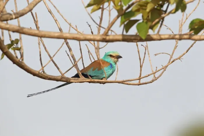 Framed Print : Abyssinian Roller (Coracias abyssinica) adult, perched on branch, Western Division, Gambia, february Framed Print : Abyssinian Roller (Coracias abyssinica) adult, perched on branch, Western Division, Gambia, february