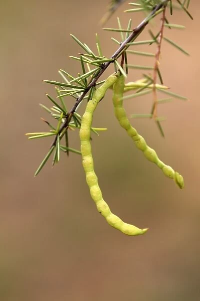 Acacia (Acacia stipulosa) close-up of seedpods, Outback, Northern Territory, Australia