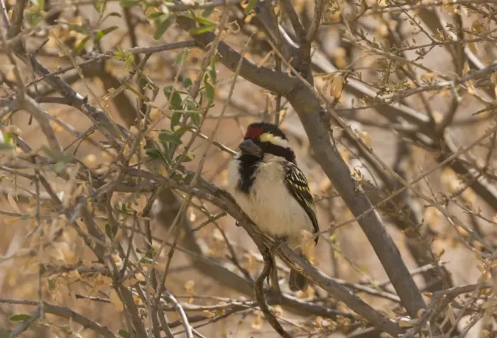 Framed Print : Acacia Pied Barbet (Tricholaema leucomelas) adult, perched in acacia tree, Kalahari Desert, Kalahari Gemsbok N. P
