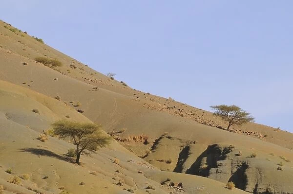 Acacia trees growing on slope in desert habitat, Jebel Sarhro Desert, Anti-Atlas, Atlas Mountains, Morocco, january