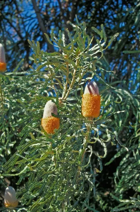 Framed Print : Acorn Banksia (Banksia prionotes) Flowering head / Australia Framed Print : Acorn Banksia (Banksia prionotes) Flowering head / Australia