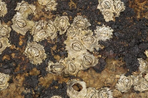 Acorn Barnacle (Semibalanus balanoides) adults, exposed on rocky shore at low tide, Swanage, Dorset, England, april