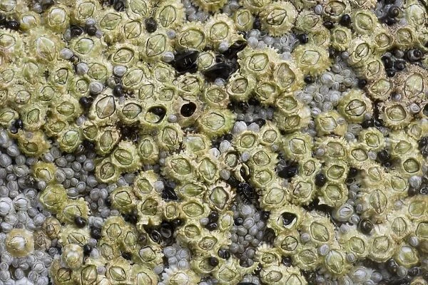 Acorn Barnacle (Semibalanus balanoides) mass, exposed at low tide, Brough Head, Mainland, Orkney, Scotland, june