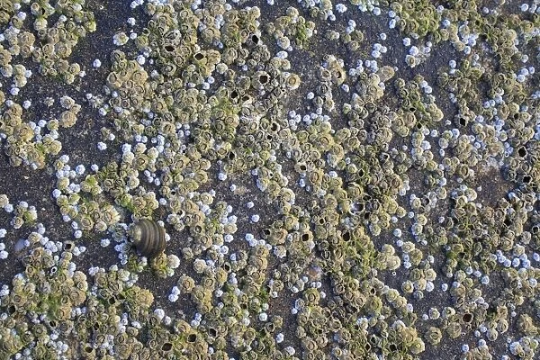 Acorn Barnacle (Semibalanus balanoides) mass, on exposed rock at low tide, Bembridge, Isle of Wight, England, june