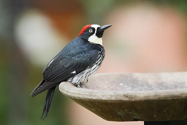 Acorn Woodpecker (Melanerpes formicivorus) adult male, standing on birdbath, Costa Rica, April