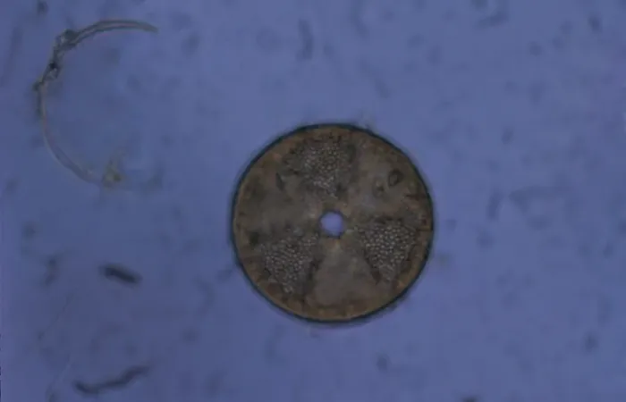 Framed Print : acrinoptychus senarius living in the plankton x130 magnification