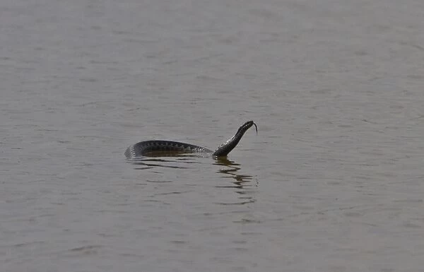 This adder was observed at Minsmere swimming from East Hide across the scrape, a distance of about a quarter of a mile
