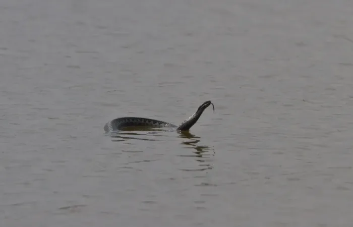 Framed Print : This adder was observed at Minsmere swimming from East Hide across the scrape, a distance of about a quarter of a mile
