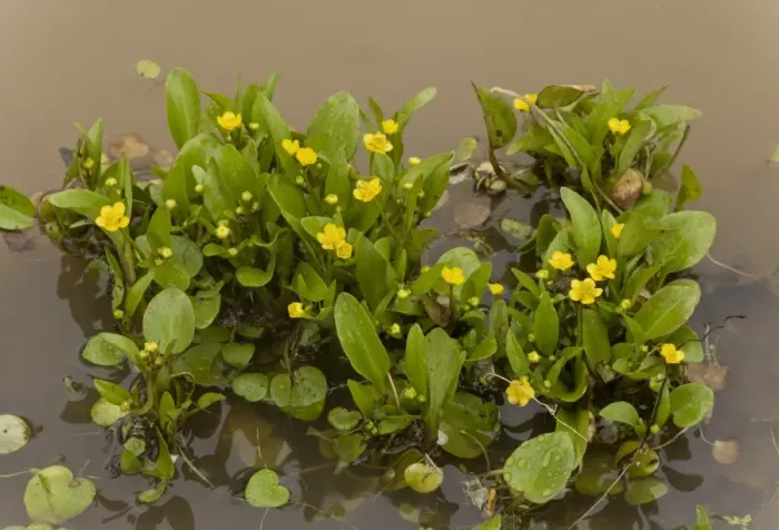 Framed Print : Adders Tongue Spearwort (Ranunculus ophioglossifolius) flowering, growing in standing water, Sardinia, Italy, April Framed Print : Adders Tongue Spearwort (Ranunculus ophioglossifolius) flowering, growing in standing water, Sardinia, Italy, April