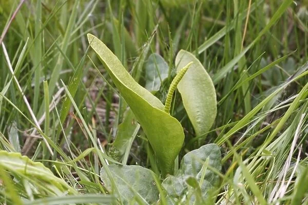 Adderstongue Fern (Ophioglossum vulgatum) growing in meadowland, Marden Meadow Reserve, Kent, England, May